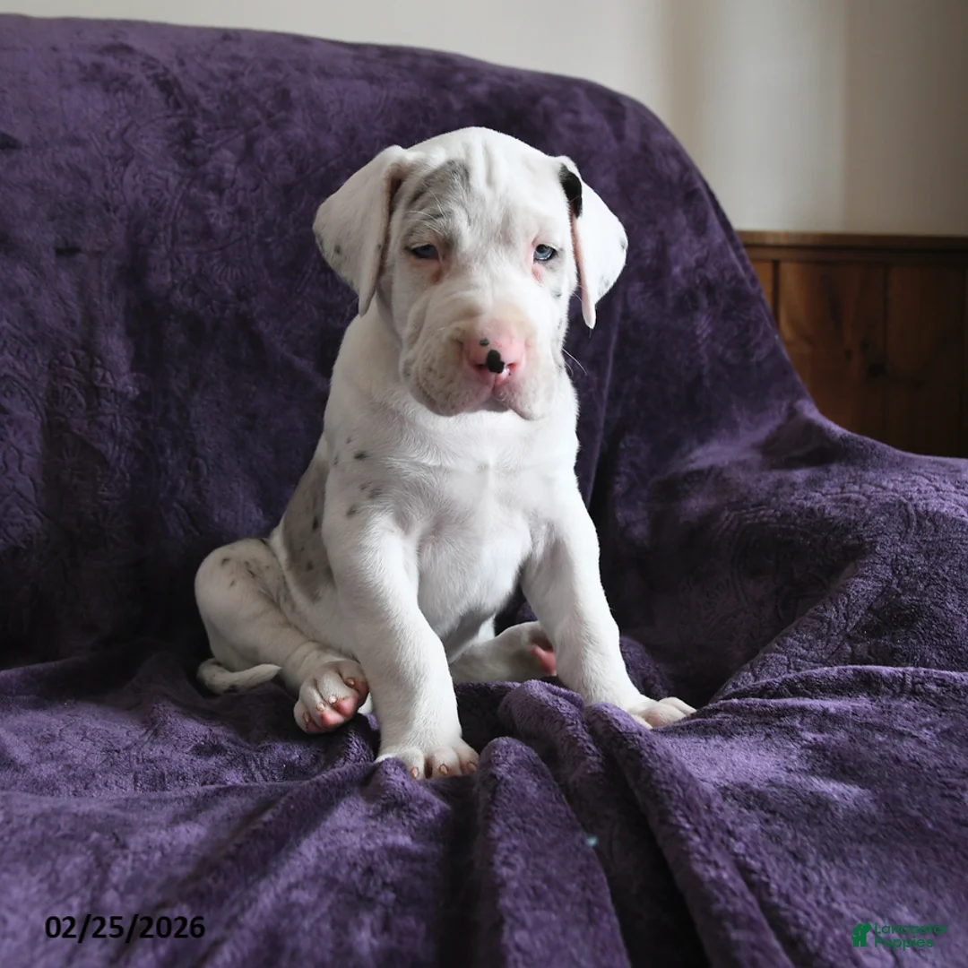 Great Dane dogs for sale: Stella - Ad 4