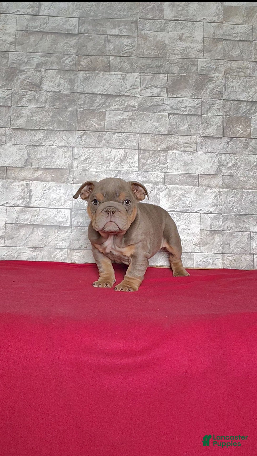 English Bulldog dogs for sale: Rose - Ad 6