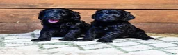 Goldendoodle dogs for sale: Maverick (Blue Collar) - Ad 3