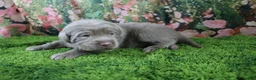 Labrador Retriever dogs for sale: Steele - Ad 3