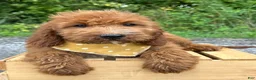 Irish Doodle dogs for sale: Daisy - Ad 7