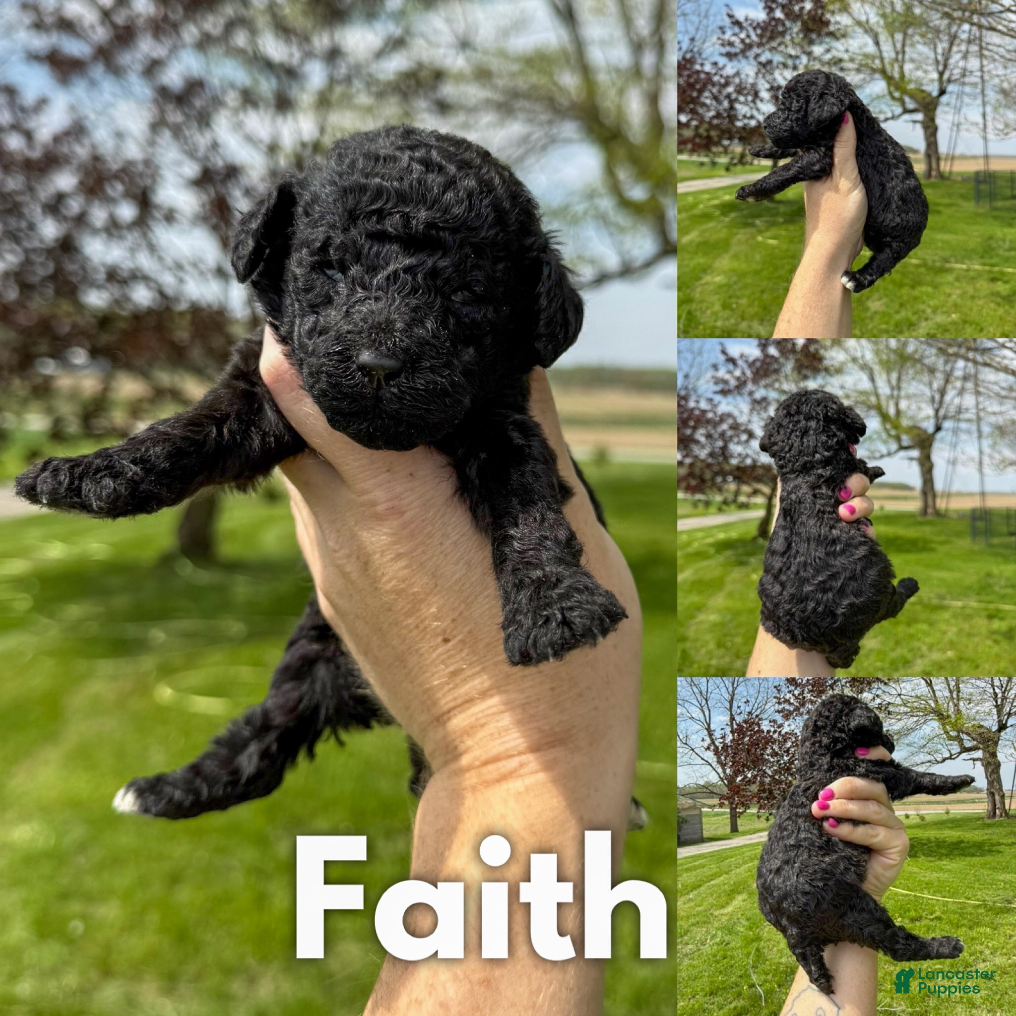Standard Poodle dogs Faith - AKC - Ad 31