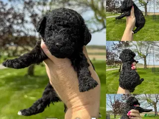 Standard Poodle dogs Faith - AKC - Ad 42