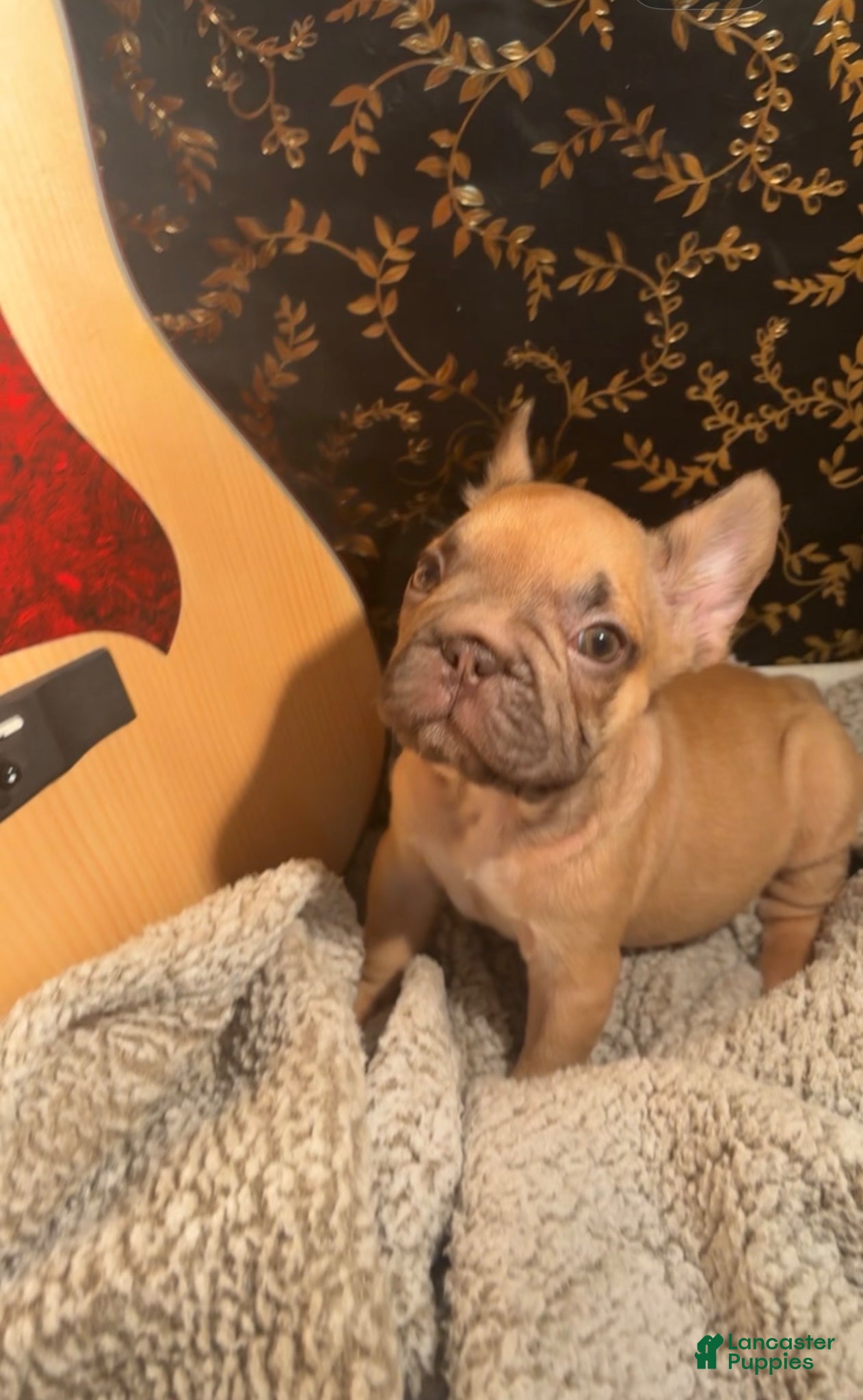 French Bulldog dogs Butterscotch  - Ad 28