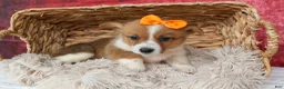 Welsh Corgi Pembroke dogs for sale: Audrey🦴  - Ad 10