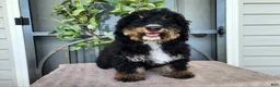 Mini Bernedoodle dogs for sale: Karly - Ad 6