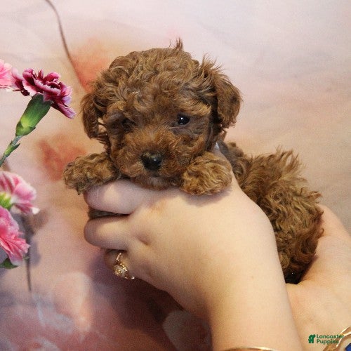 Toy Poodle dogs Sky - Ad 1