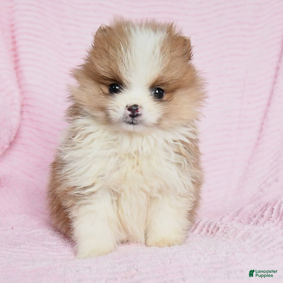 Pomeranian dogs Teddy - Ad 17