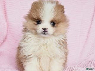 Pomeranian dogs Teddy - Ad 5