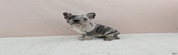 French Bulldog dogs for sale: Gracie - Ad 5