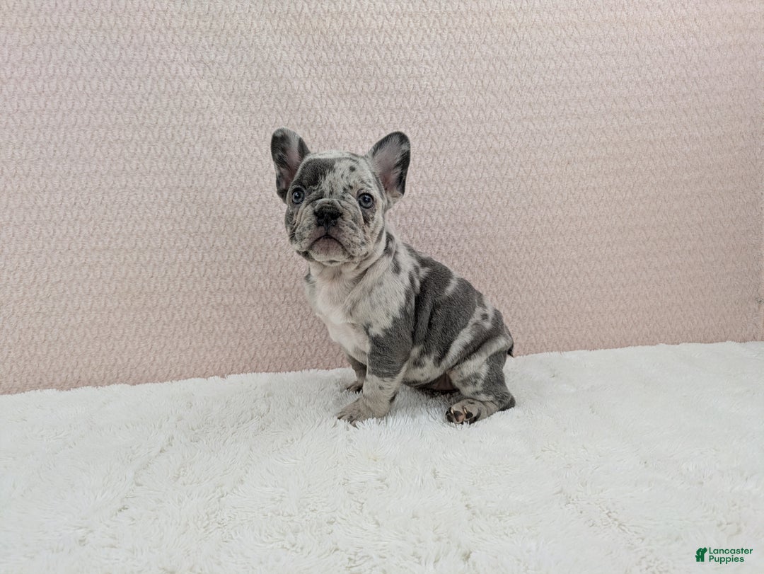 French Bulldog dogs for sale: Gracie - Ad 5
