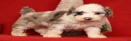 Miniature Poodle dogs for sale: Asher - Ad 2