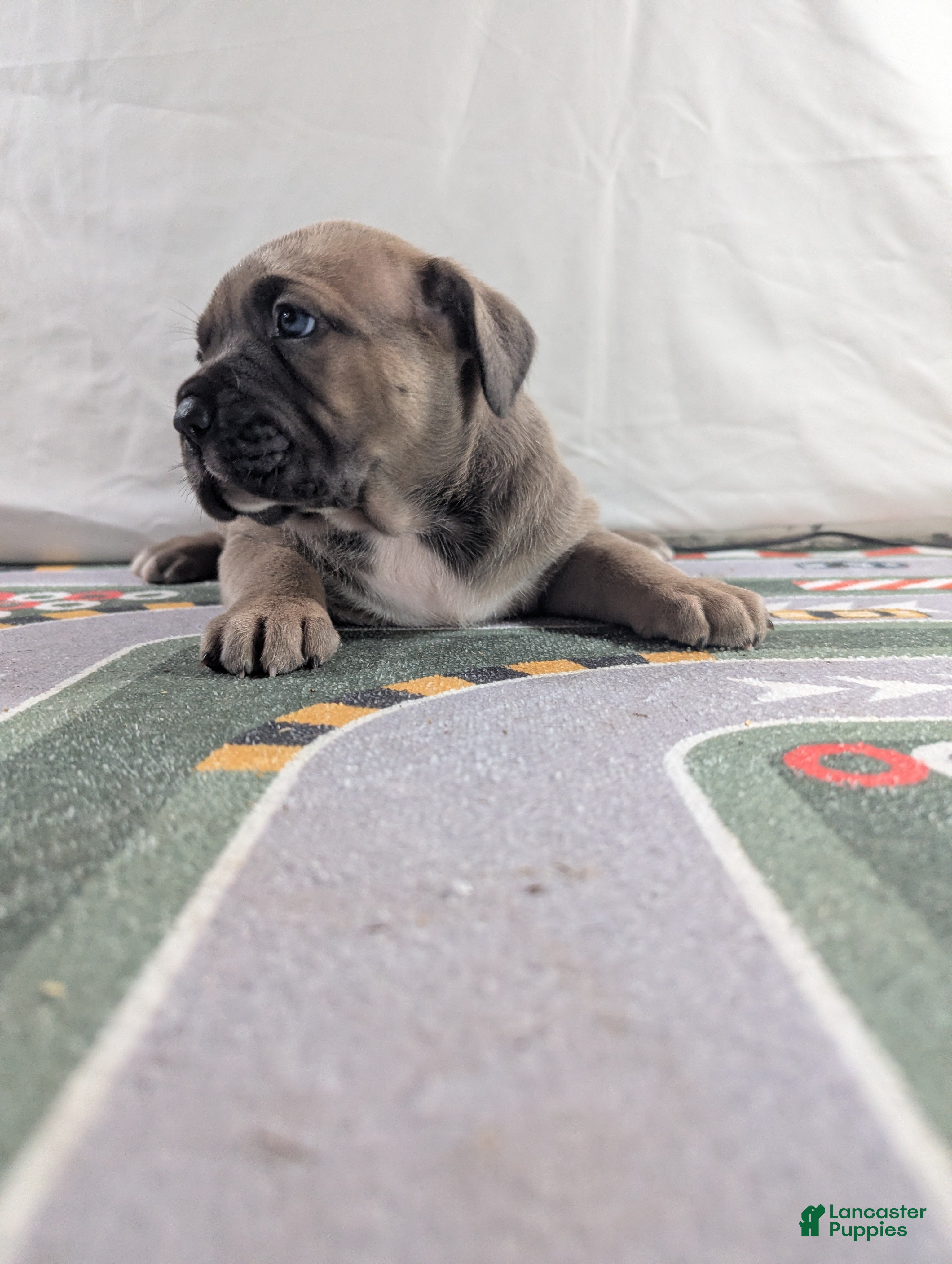 Cane Corso dogs for sale: Aries  - Ad 5
