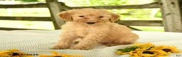Mini Goldendoodle dogs for sale: Trudy - Ad 10