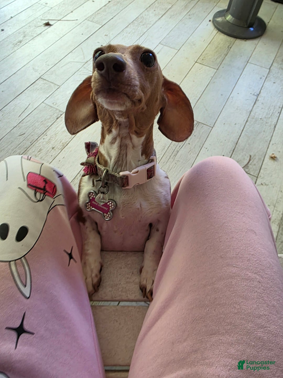 Mixed Breed dogs for sale: Ginger - Ad 12