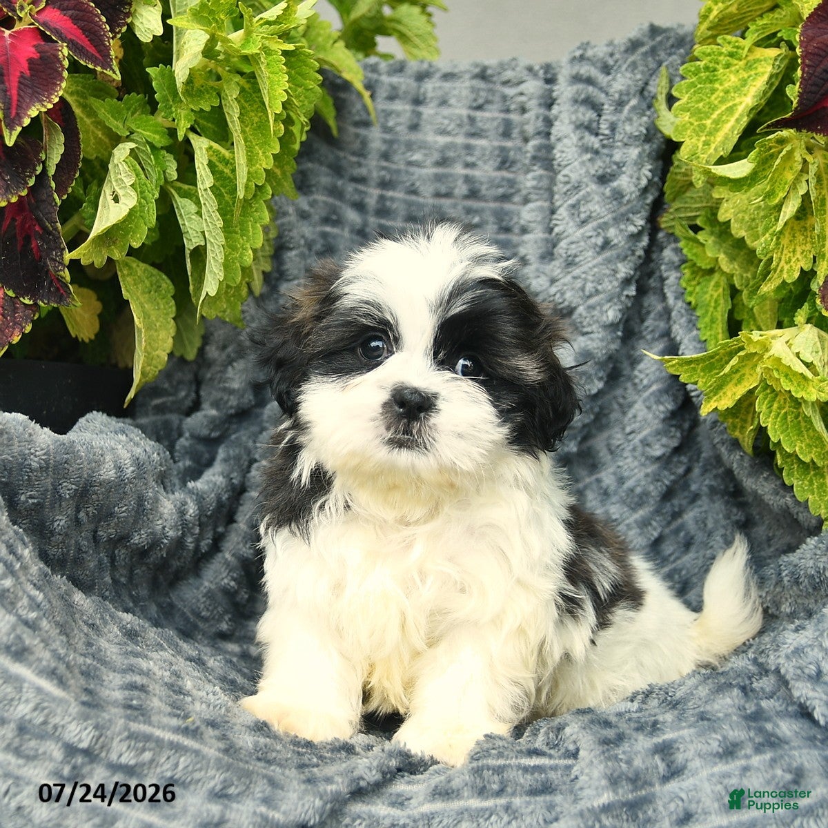 Shih Tzu dogs Chico  - Ad 1