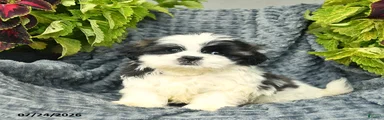 Chico 