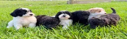 Mini Goldendoodle dogs for sale: SPENCER - Ad 11