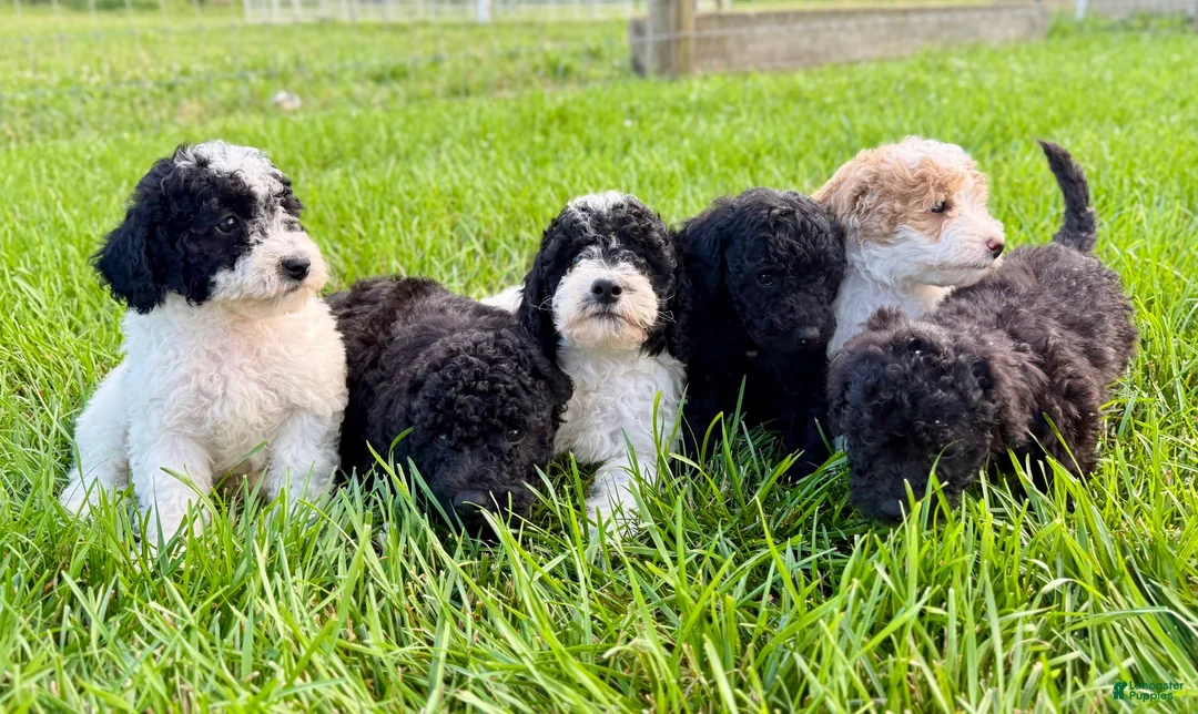 Mini Goldendoodle dogs for sale: SPENCER - Ad 11