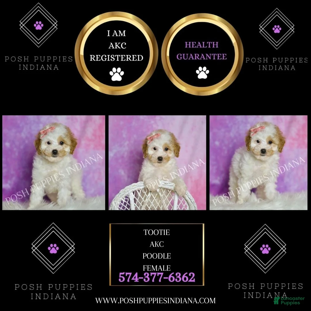 Standard Poodle dogs for sale: Tootie - Ad 8