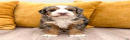 Mini Bernedoodle dogs for sale: Ranger - Micro Mini - Ad 3