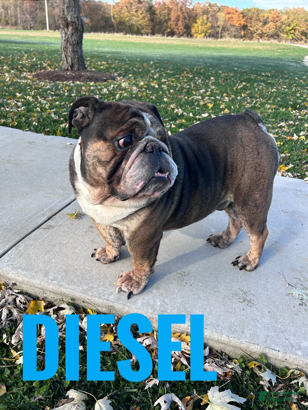 English Bulldog dogs for sale: LEO - Ad 15