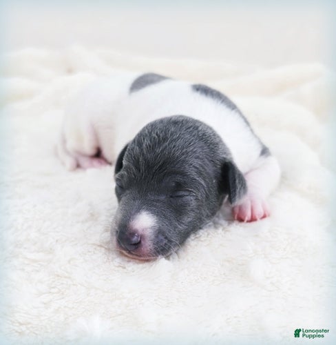 Italian Greyhound dogs Lynyrd - Ad 2