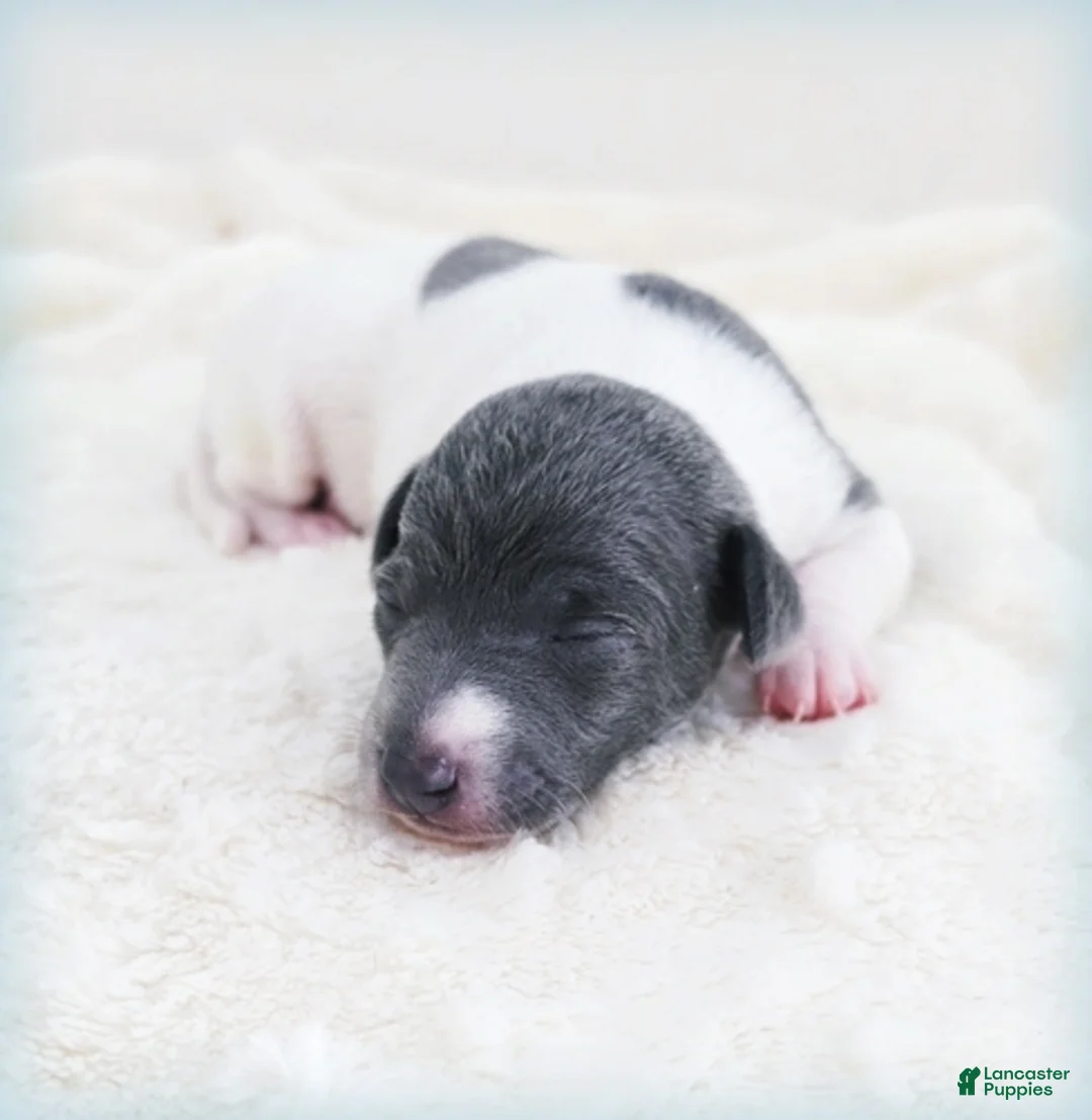 Italian Greyhound dogs for sale: Lynyrd - Ad 2