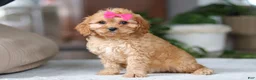 Cavapoo dogs for sale: Amelia - Ad 5