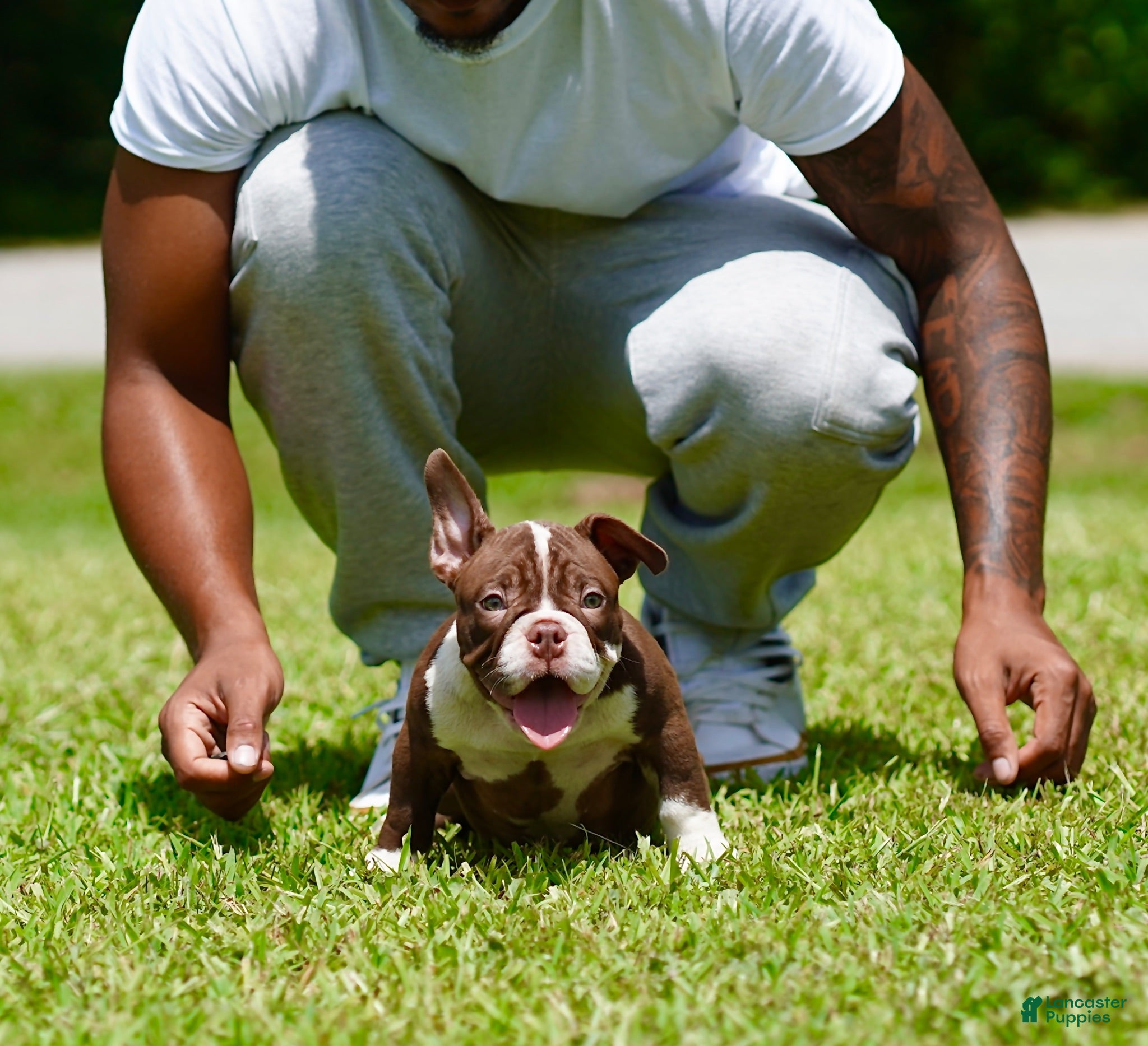 American Bully dogs American Bully 4 - Ad 41