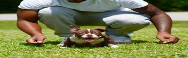 American Bully 4