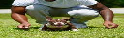 American Bully dogs for sale: American Bully 4 - Ad 1