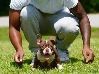 American Bully dogs American Bully 4 - Ad 18