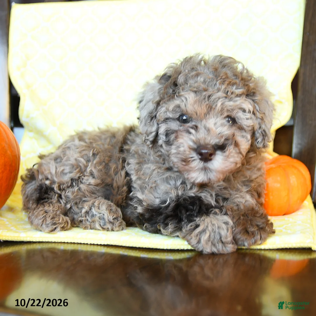 Miniature Poodle dogs for sale: Hazel - Ad 3