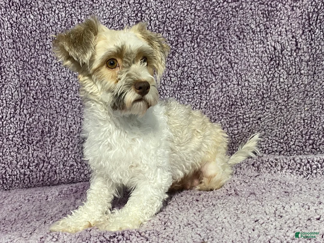 Havapoo dogs for sale: Reed - Ad 6