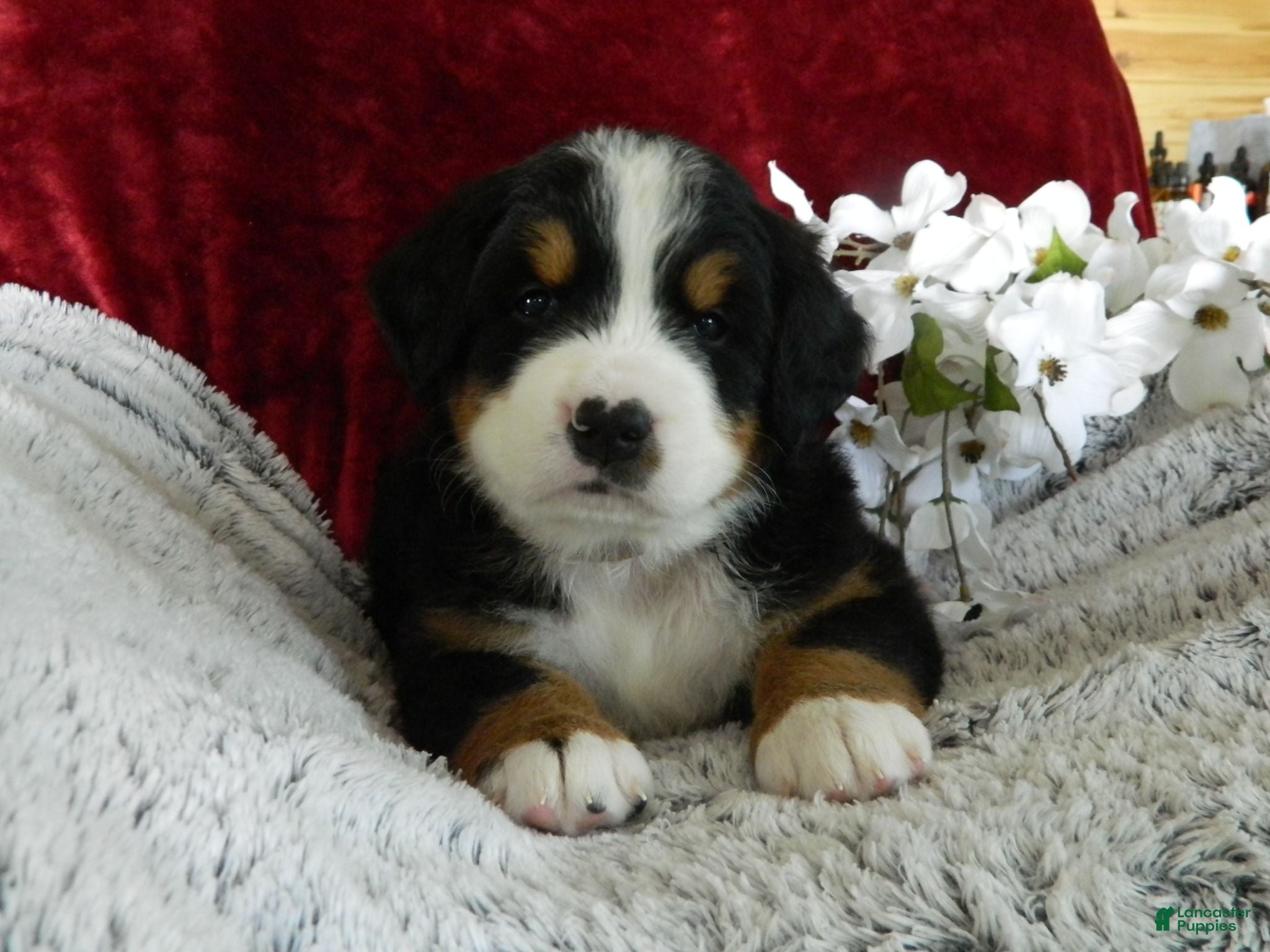 Bernese Mountain Dog dogs Beauty - Ad 23