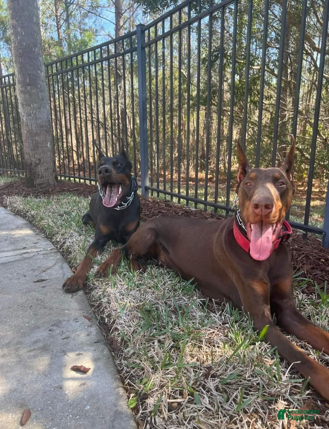 Doberman Pinscher dogs Doberman Pinscher 1 - Ad 2