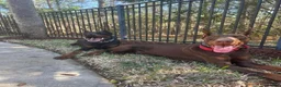 Doberman Pinscher dogs for sale: Doberman Pinscher 2 - Ad 2