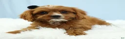 Cavapoo dogs for sale: Mochi 🍡 - Ad 4