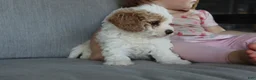 Cavapoo dogs for sale: Buddy - Ad 7