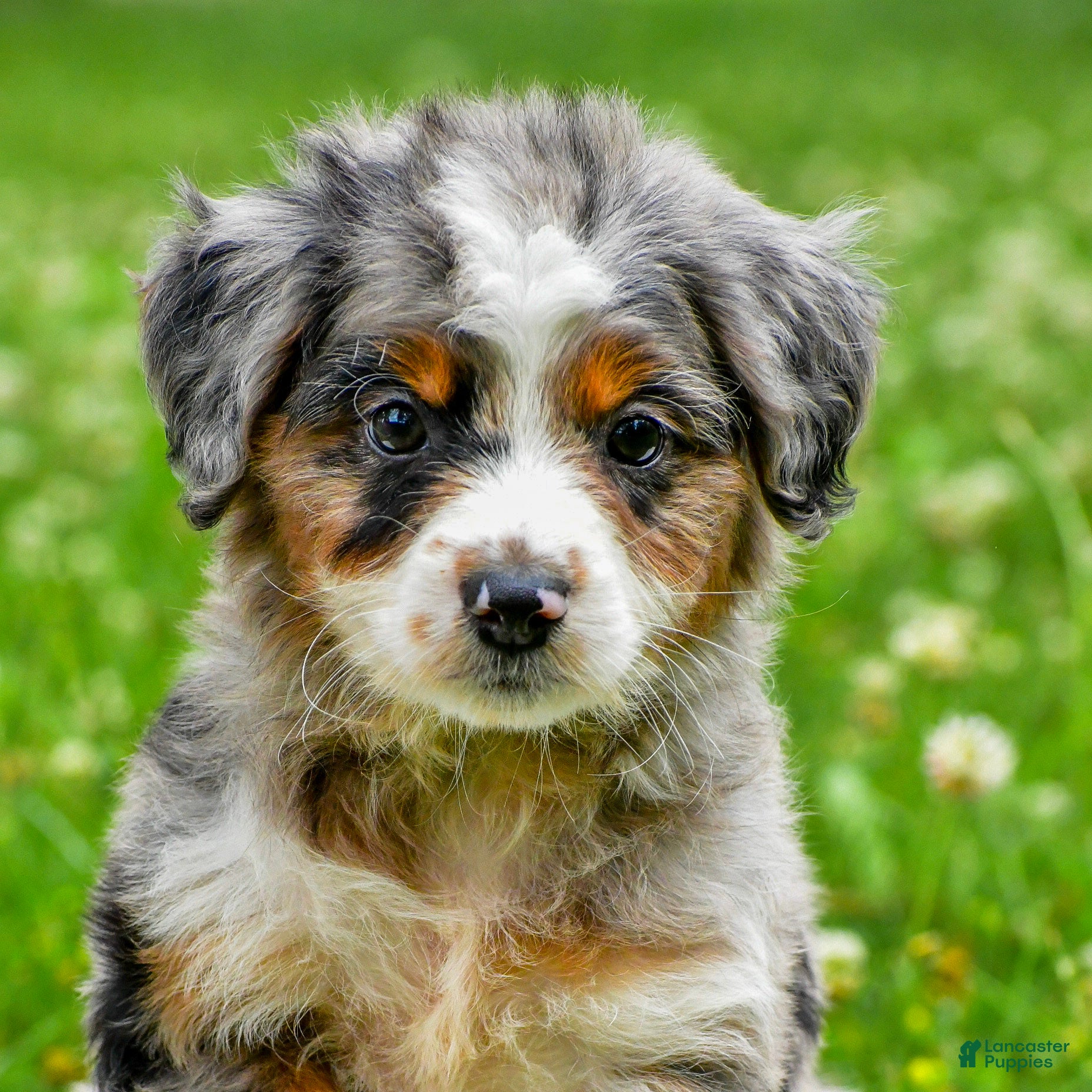Mini Aussiedoodle dogs Gavin - Ad 1