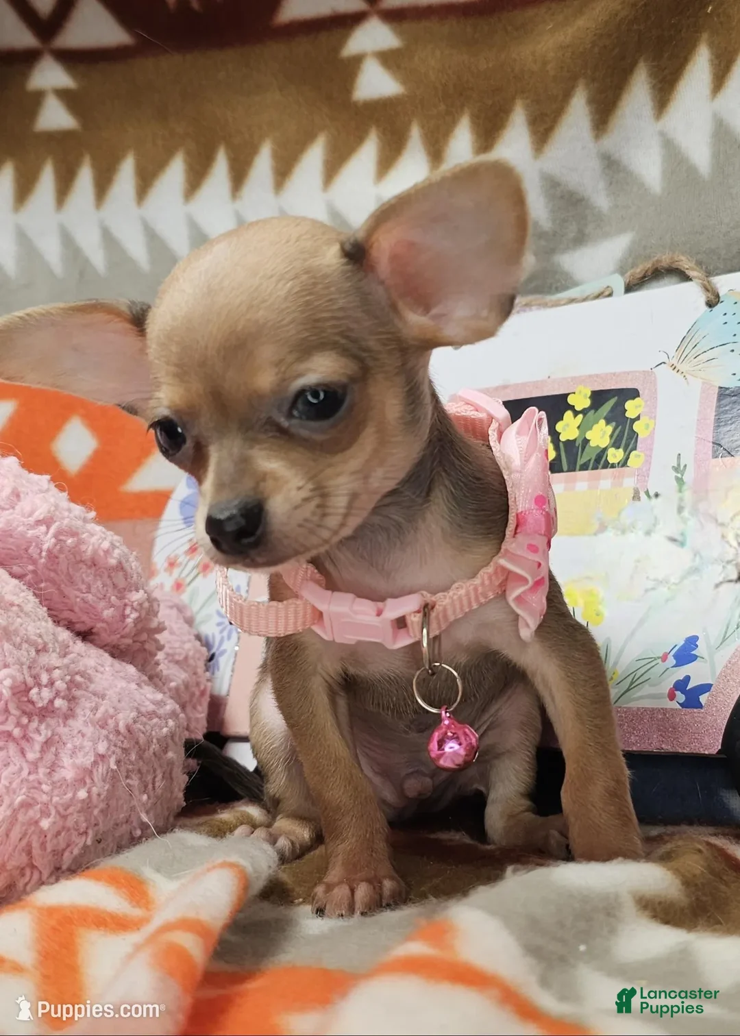 Chihuahua dogs for sale: Marty McFly (mini) - Ad 2