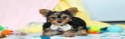 Yorkshire Terrier dogs for sale: Ollie - Ad 7