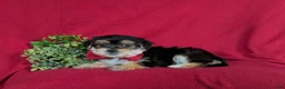 Morkie dogs for sale: Bennet 7 lbs Full Grown - Ad 4