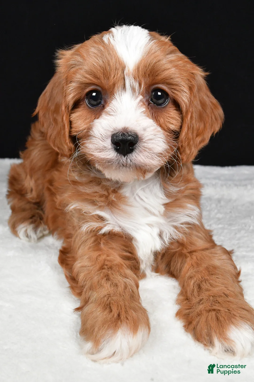 Cavapoo dogs for sale: Kendall - Ad 10