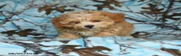 Mixed Breed dogs for sale: Udo - Ad 3