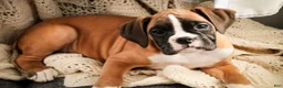 Boxer dogs for sale: Harper - Ad 5