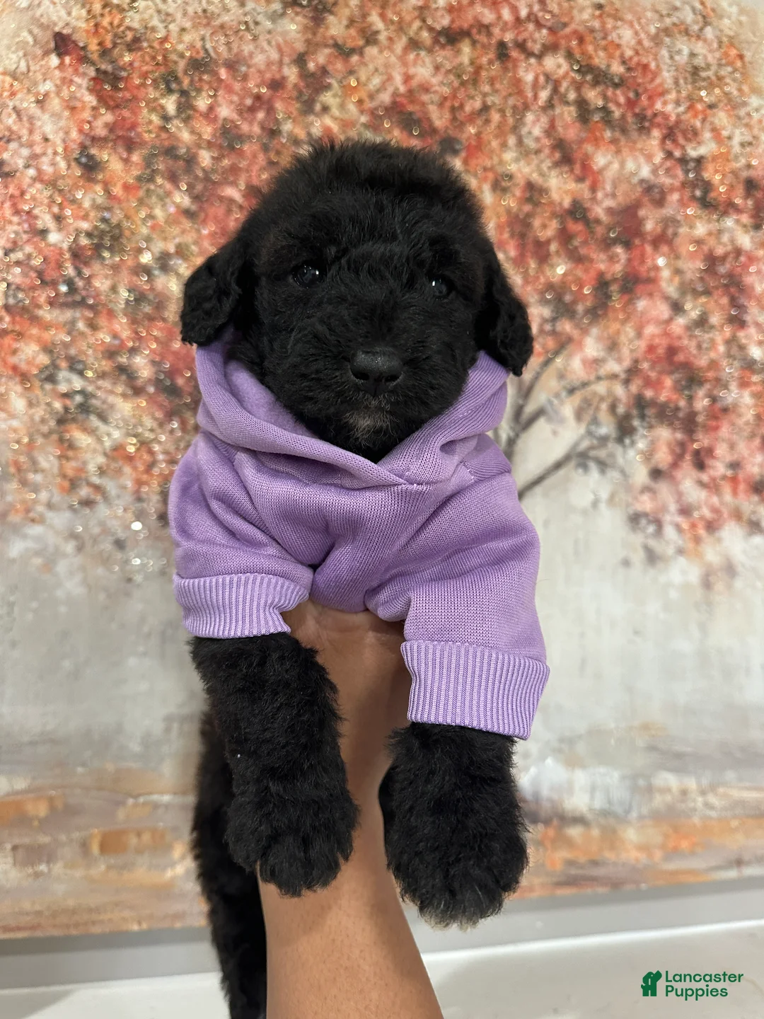 Mixed Breed dogs for sale: Airedoodle female  - Ad 1