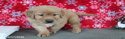 Golden Retriever dogs for sale: Blaze - Ad 4