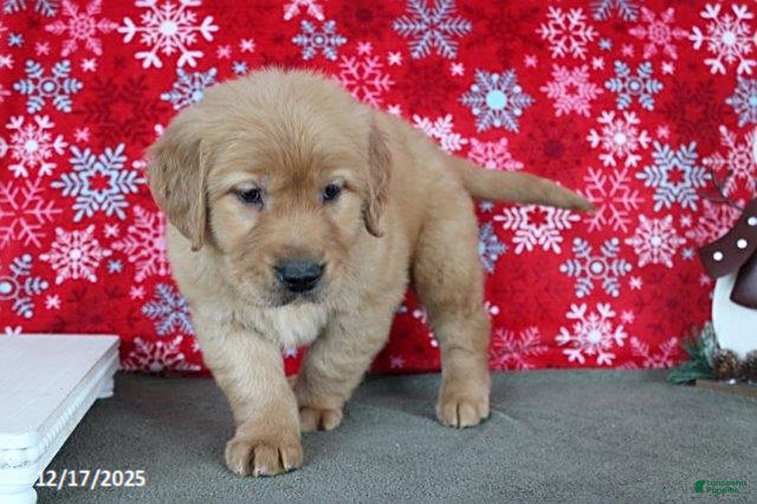 Golden Retriever dogs for sale: Blaze - Ad 4